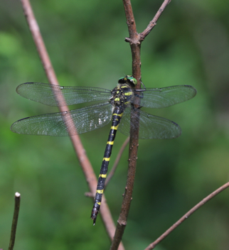 Cordulegaster erronea, female